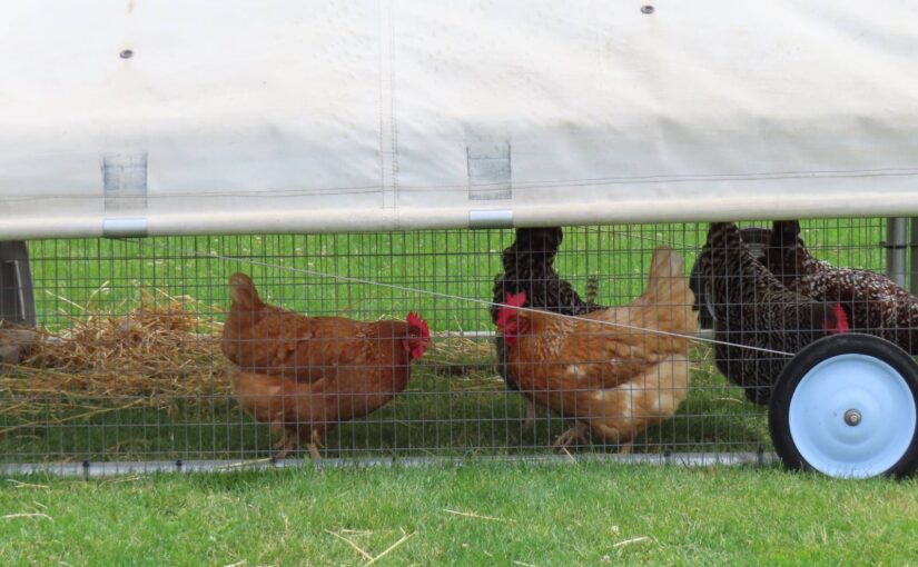 chickens-in-chicken-tractor